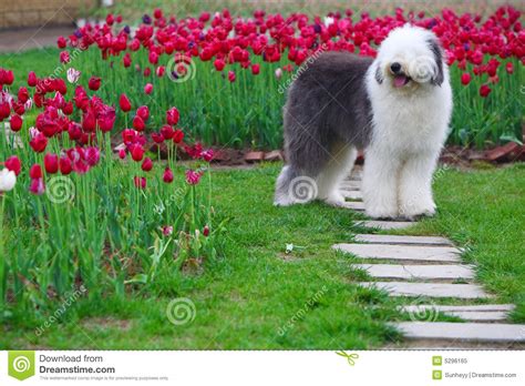 English Old Sheepdog Stock Image Image Of Hairy Gorgeous 5296165