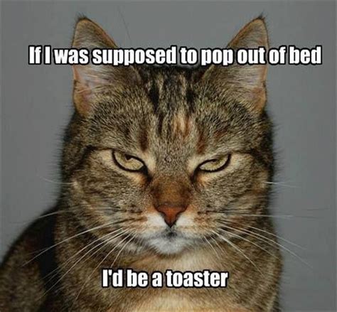 Id Be A Toaster Funny Cat Pictures Funny Cats Funny Cat Memes