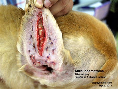 The condition is common in dogs with chronic otitis externa and less common in cats. 2010vets: 1116. Aural haematoma surgery