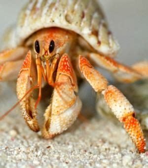 They loose their gills after their first molt which is usually as soon as they find. Caring For a Hermit Crab | 동물