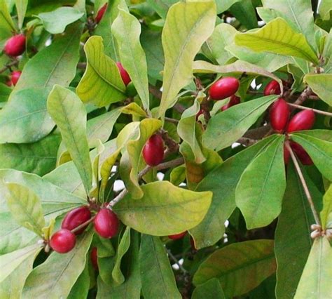 Miracle Berry Growing Learn About Caring For A Miracle Fruit Plant
