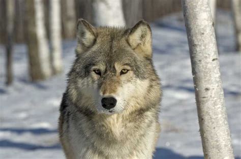 Eripe Lupus Idfg Idaho Wolves