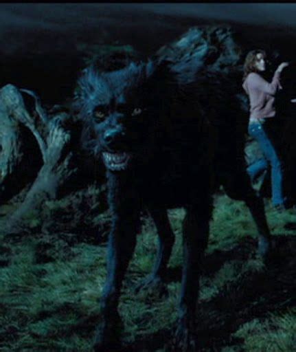 Sirius Black In Dog Form Art Héros Art Chien