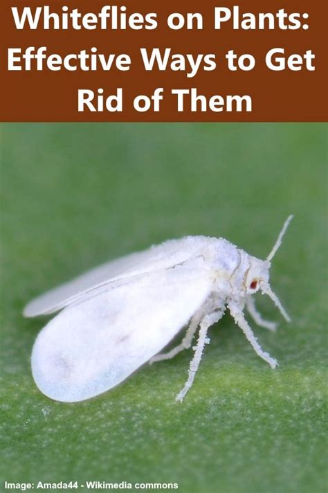 Effective Ways To Get Rid Of Whiteflies On Plants In 2021 White Flies