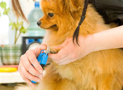 Jul 25, 2017 · when nails are so long that they keep touch the ground, they put pressure back into the nail bed, causing pain to the dog (imagine wearing shoe that is too tight) and pressure on the toe joint. Why Dogs Dislike Nail Trims | Dog Training Nation
