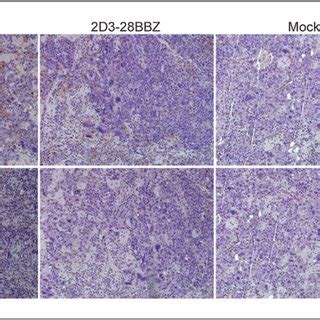 Beautiful barge on the river thames? (PDF) Development of T Cells Redirected to Glypican-3 for ...