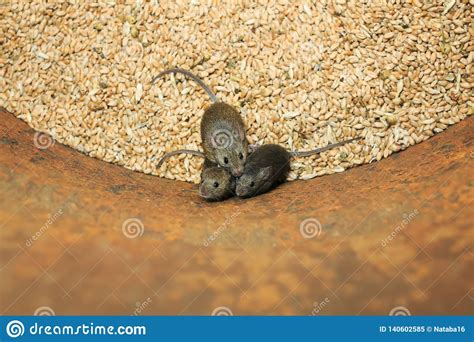 Funny Rodents Little Gray Mice Sit In A Barrel With A Stock Of Wheat