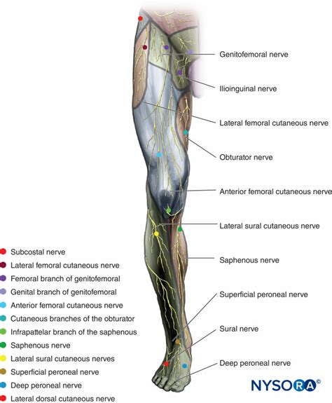 Cutaneous Nerve Blocks Of The Lower Extremity Nysora Nysora