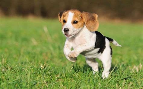 Beagle Puppy Wallpapers Wallpaper Cave