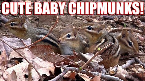 Cute Baby Chipmunks Eating Peanuts Backyard Diners And Dives Videos