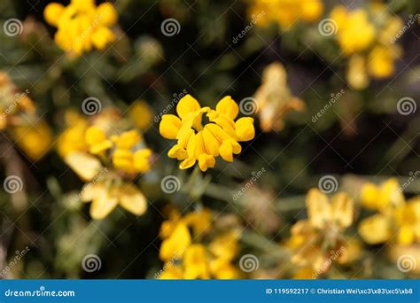 Flowers Of Coronilla Minima Stock Image Image Of Flora Leguminosa