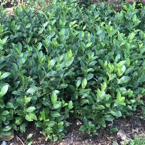 Low scape mound aronia is a tough, tolerant, tidy little mound of glossy green foliage. Aronia LOW SCAPE Mound - Buy Chokeberry Shrubs Online