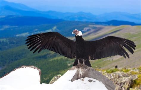 Andean Condor Facts Range Habitat Adaptations Pictures