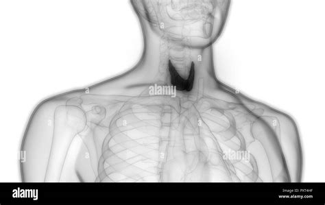 Human Body Glands Thyroid Gland Anatomy Stock Photo Alamy