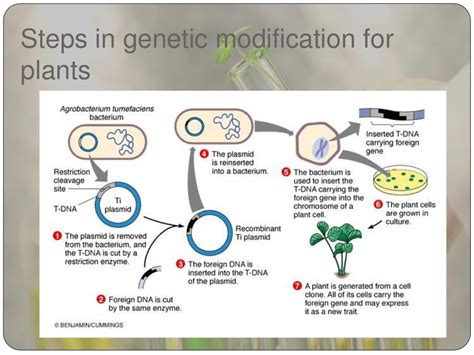 genetic modified crops