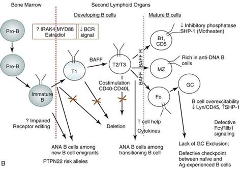 Immune Tolerance Defects In Lupus Musculoskeletal Key