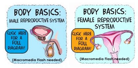 Sur.ly for drupal sur.ly extension for both major drupal version is free of charge. Reproductive System - Wellness Education