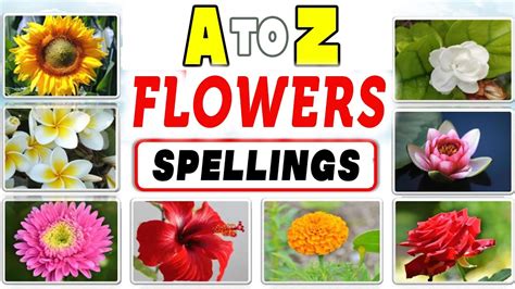 Flowers Name With Spellings Flower Alphabet A To Z Flowers Name In