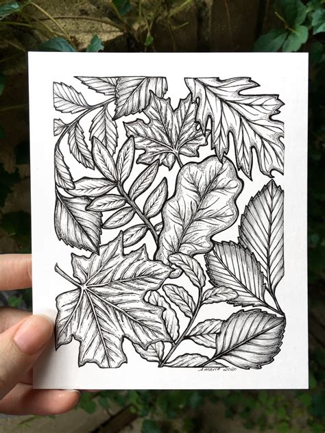 Original Pen And Ink Drawing Of Fall Leaves Black And White Etsy