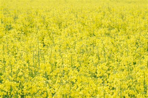 Yellow Rapeseed Flower Stock Image Image Of Crop Field 40022405