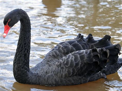 Rare Black Swan Spotted In Shrewsbury Shropshire Star