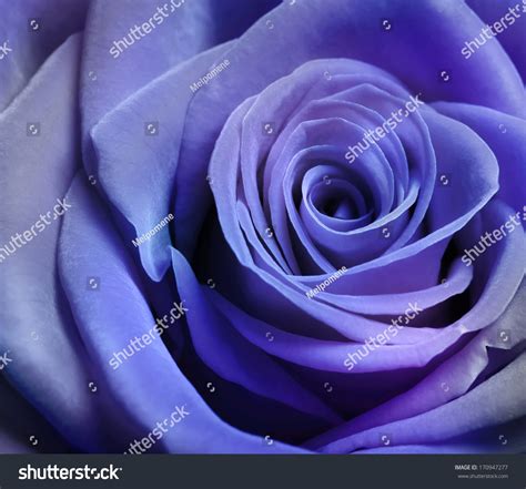 Close Image Beautiful Purple Rose Stock Photo 170947277 Shutterstock