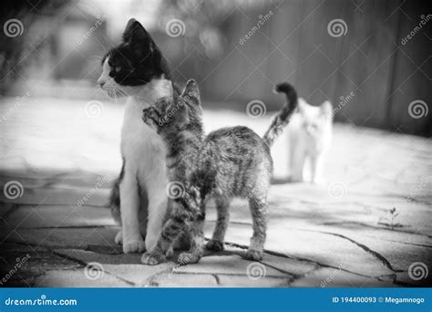Cute Tabby Kitten And Mom Kitty Walk In Summer Garden Stock Image