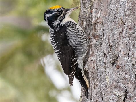 8 Woodpeckers In Alaska With Real Pictures Wild Bird Advice
