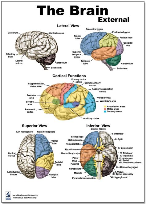 Human Brain Diagram Diagram Of The Brain Brain Anatomy And Function