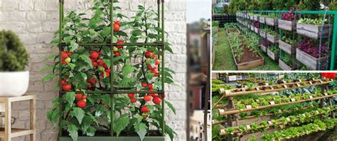 Vertical Garden 26 Plants To Grow Your Own Self Sufficient Projects