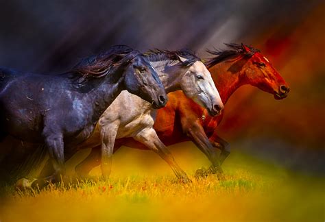 Fine Art Photographs Of Wild Horses Photography Of Wild