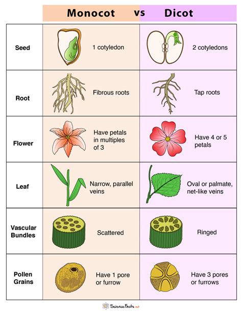 Angiosperm Seeds