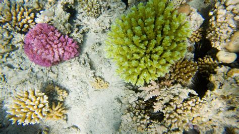 Das Rote Meer Unterwasserwelt Rotes Meer Meer Natur Planet Wissen