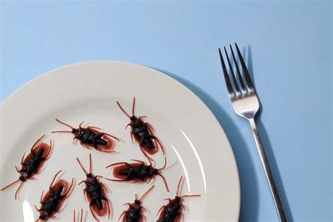 10 Dangerous Diseases Spread By Cockroaches And Their Symptoms
