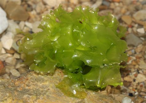 La Lechuga De Mar La Reina De Las Algas Comestibles Gracilarias De