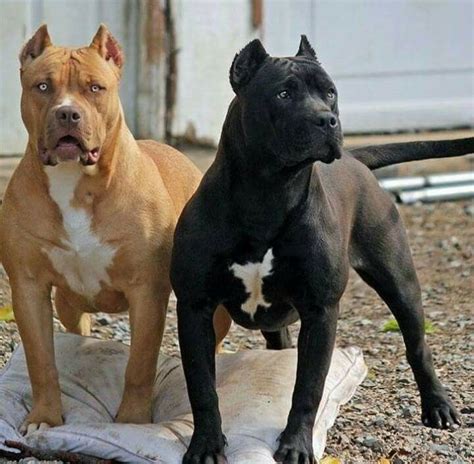 Our pit bull puppies are have rare colors for xxl's, we produce champagne pitbull puppies, chocolate pitbull puppies, tri pit bull puppies, blue nose pitbull puppies and even black pitbull puppies. Black Pitbull 25 - meowlogy