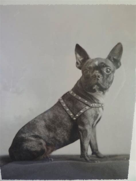 1930s Boston Terrier Antique Photo Original Brindle Bt Etsy