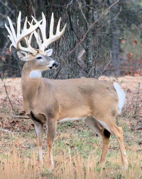 Huge Racked Buck Whitetail Hunting Whitetail Deer Pictures