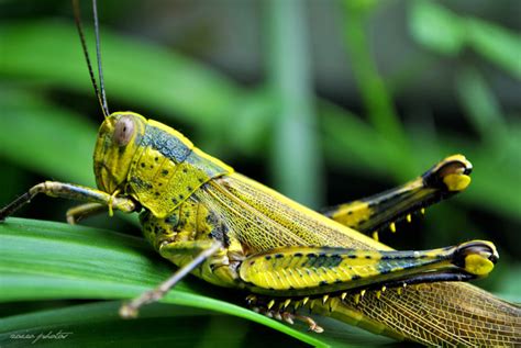 Gejala serangan gejala serangan belalang tidak spesifik bergantung pada gambar belalang hijau. Through The Lens: belalang... oh belalang...