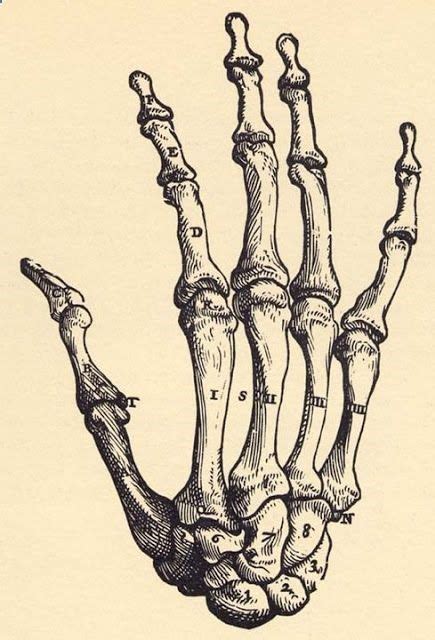 Hand Anatomy Bones Morfología Esqueleto Dibujo Dibujos De Huesos Y