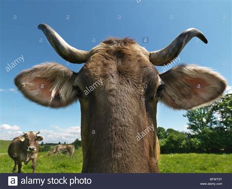 Cows In Field Stock Photo Alamy