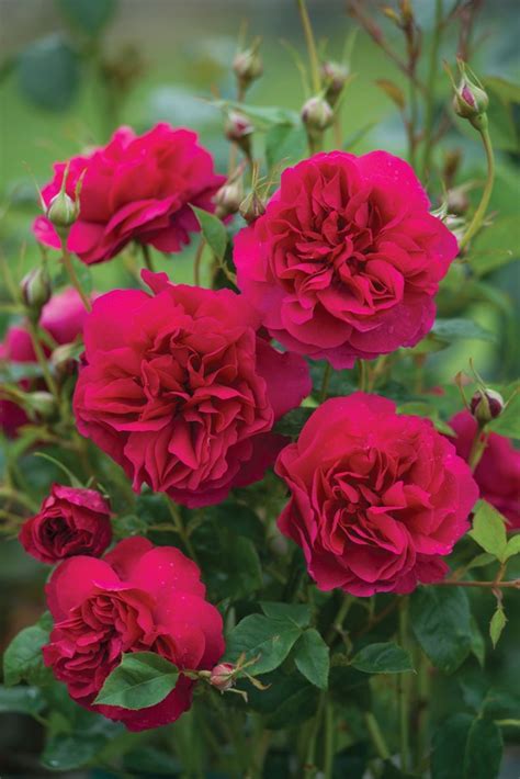 From growing in our fields to growing in your garden, we do our best to breed, select and deliver the very best roses for you to enjoy. 'Thomas a Becket' | David Austin Roses | Beautiful flowers ...