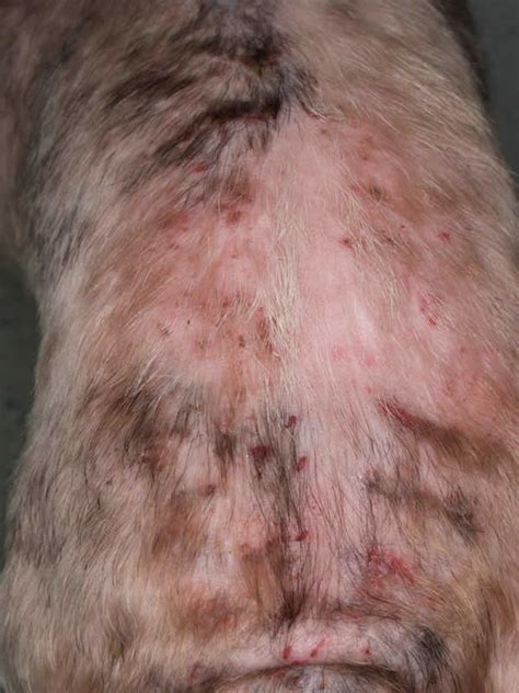Flea Dermatitis In Dogs Treatment