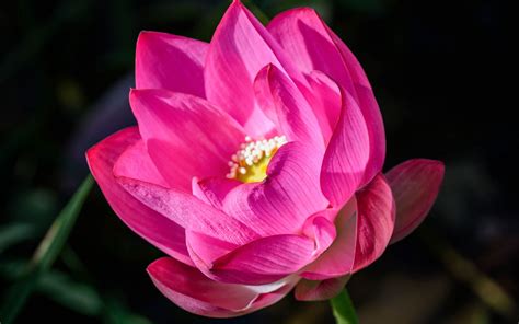 Download Wallpaper 1680x1050 Lotus Flower Pink Petals
