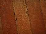 Termite Damage On Hardwood Floors Images