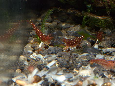 Red Orchid Shrimp The Shrimp Tank