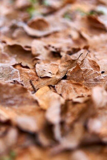Premium Photo Closeup Of Frozen Beech Leaves In Winter Time