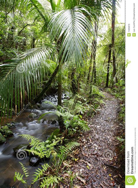 Chemin De Jungle Tropical Image Stock Image Du Paume 7405873