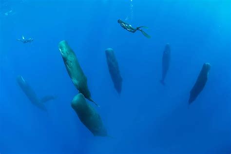 Photographer Captures Incredibly Rare Shot Of Sperm Whales Sleeping