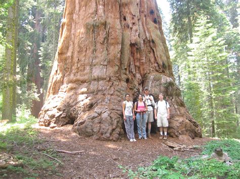 Amazing Redwood Tree How Huge Redwood Tree Redwood Forest